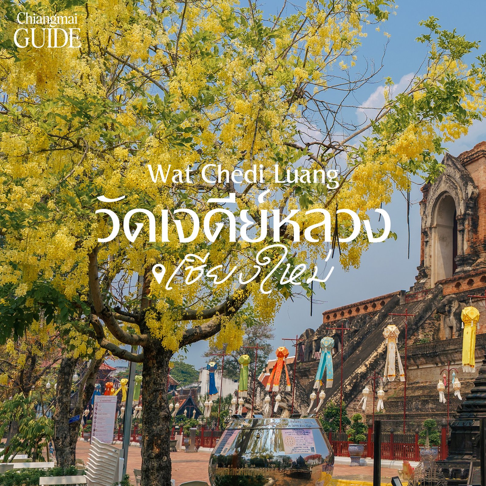 วัดเจดีย์หลวง ก็ถูกแต่งแต้มด้วย “ดอกลมแล้ง” สีเหลืองบานสะพรั่ง 🌼